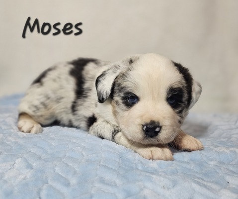 Moses