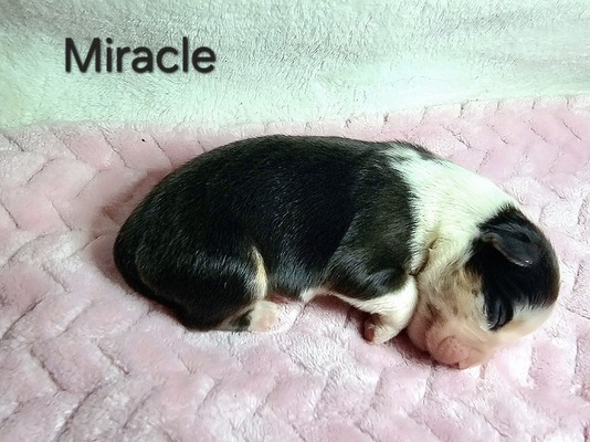 Miracle