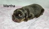 Martha