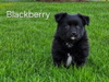 Blackberry