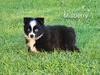 Mulberry