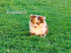 Raspberry