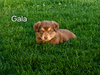 Gala