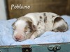 Poblano