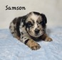 Samson